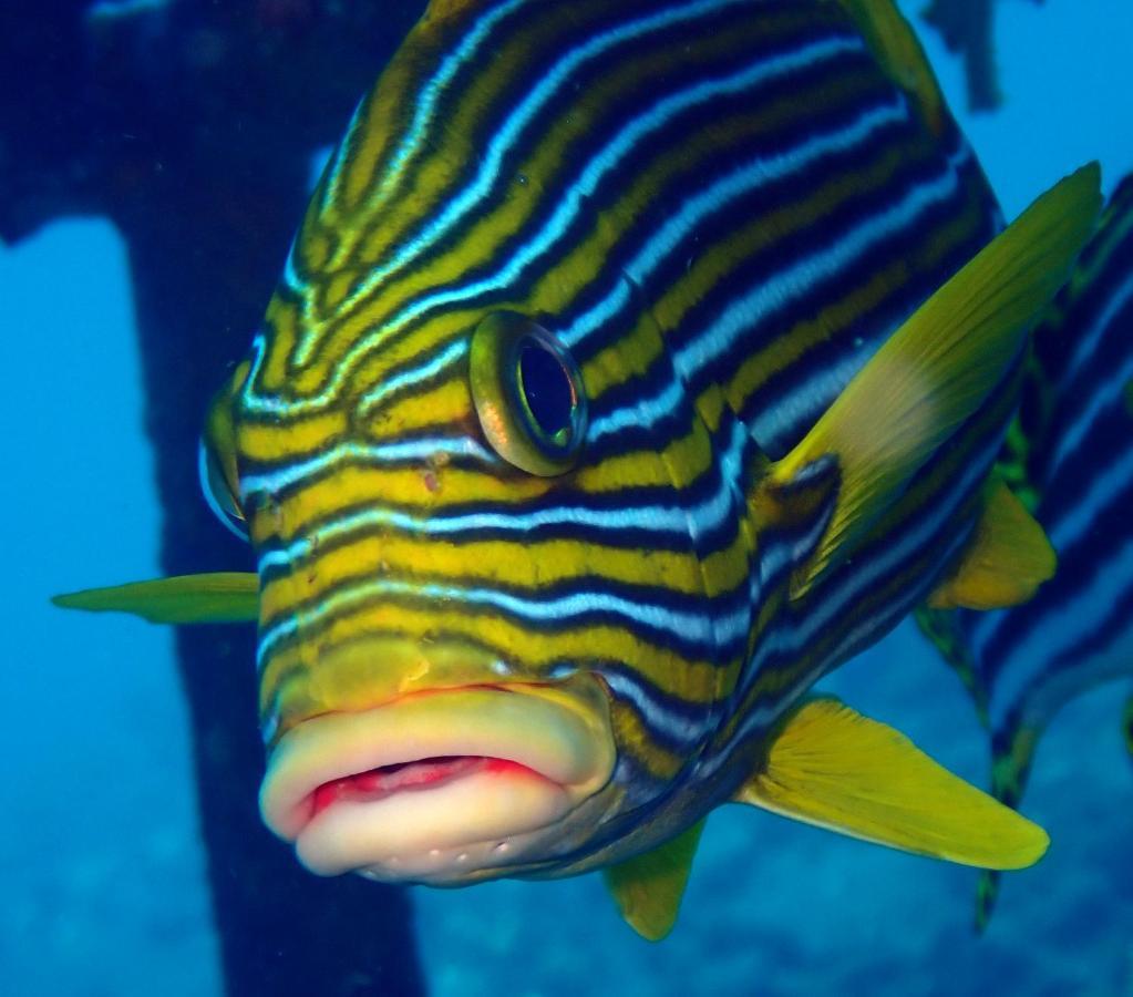 Ocean Sun Dive Resort Tulamben  Bagian luar foto